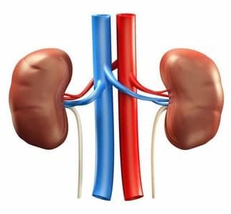 Kidney Support