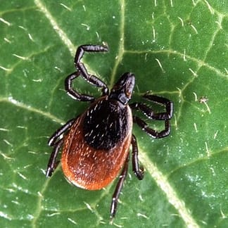 LYME & CO-INFECTIONS