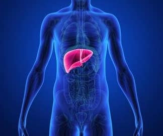 Liver Support