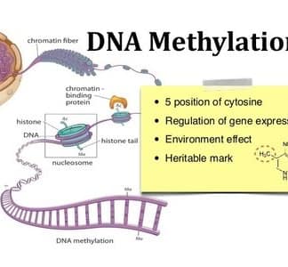 Methylation
