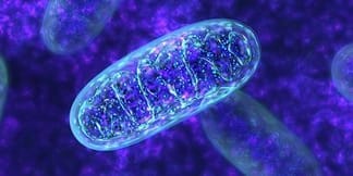 Mitochondria Support