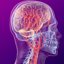 Nerve